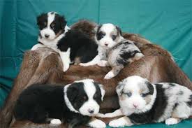 Our puppies have undergone genetic testing for issues that can be in the aussie servicing the greater atlanta and athens areas in georgia, as well as surrounding states the number one reason our clients purchase mini american shepherd puppies from us is that they. Toy Mini Aussies Miniature American Shepherd For Sale Gordonview Farm Shelbyville Tennessee