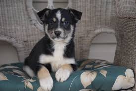 Do australian shepherds like other dogs? Pin On Puppyfinder