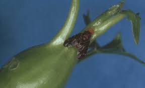 Image result for Senecio pleistocephalus