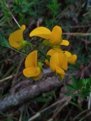 Image result for Crotalaria orthoclada