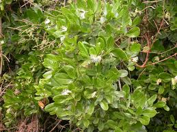 Image result for Maerua triphylla