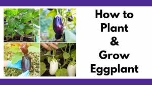 I gave a tip on how to pick the best seeds to plant. How To Grow Eggplant Successfully Together Time Family