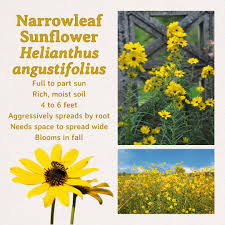 Image result for Helianthus angustifolius