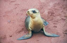 Galapagos Sea Lion Zalophus Wollebaeki In The Galapagos Islands Sea Lions Live On The Beach Or On The Rocks Very Nea Galapagos Sea Lion Sea Lion Lions Live