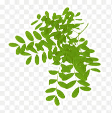 Arabic gum (acacia vera) aka arabic, egyptian gum, indian gum masculine. Leaf Acacia Dealbata Gum Arabic Tree Plant Leaf Branch Plant Stem Png Pngegg