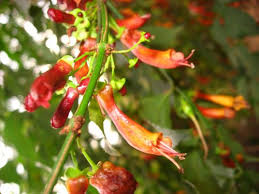 Image result for Halleria lucida