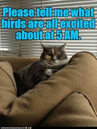 I Can T Sleep With All Of That Racket Cant Sleep Quotes Funny Cant Sleep Funny Sleep Funny