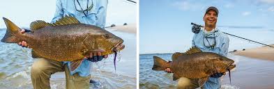 Image result for Phacelurus gabonensis