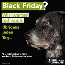 Hündinnen rüden hundepaare katzen kater (achtung: Tiere Suchen Ein Zuhause Schaut Euch Doch Lieber Mal Im Tierheim Um Facebook