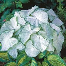 Plant the top of the bulb 11/2 to 2 and remember, full planting instructions come with all bulbs. Caladium Bulbs Florida Moonlight Spring Flower Bulbs Eden Brothers