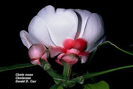 Image result for Clusiaceae