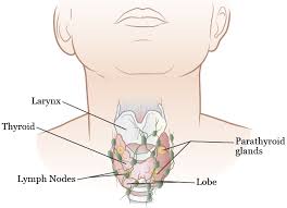 It's a very complicated topic, but, briefly, here's what happens: About Your Thyroid Surgery Memorial Sloan Kettering Cancer Center