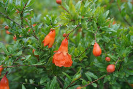Maybe you would like to learn more about one of these? Peppy Le Pom Pomegranate Plant Addicts