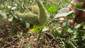 Image result for Pergularia daemia