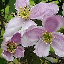 Buy clematis giant star from norfolk quality plants. Clematis Giant Star Climbers Mitre 10