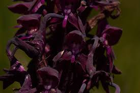 Image result for Disa hircicornis