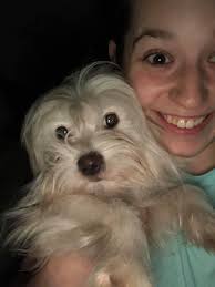 Lost tan and white terrier mix in Saline County