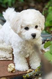 Black Bichon Frise Puppy Nothing Cuter Or Sweeter Than A Bichon Frise Puppy I Think This Breed Is So Cute Cute Animals Cute Dogs Animals