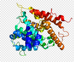 The protein data bank was established at brookhaven. Protein Data Bank Pde8a Enzyme Protein Structure Others Text 8 A Phosphodiesterase Png Pngwing