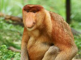Pin On Exotic Animals
