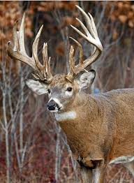 Check spelling or type a new query. Big Buck Wallpapers Top Free Big Buck Backgrounds Wallpaperaccess