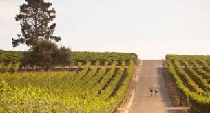 Kenneth Volk Vineyards