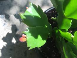 Although the christmas cactus is a true cactus, it is of the tropical variety and is used to growing as an epiphyte off tree branches in areas of heavy moisture and high humidity. Christmas Cactus Forming New Leaves Thanksgiving Cactus Christmas Cactus Plants