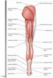Hip Anatomy Posterior Anatomy Drawing Diagram