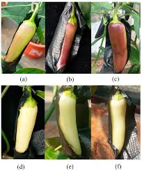Image result for Capsicum annuum