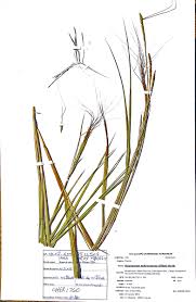 Image result for Heteropogon melanocarpus