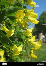 Image result for Laburnum anagyroides