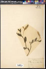 Image result for Crotalaria argyrolobioides