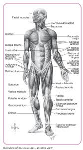 The chest anatomy includes the pectoralis major, pectoralis minor and the serratus anterior. Physiotherapist On Twitter Anatomical Body Chart Anatomy Of Muscle Teaching Pilates