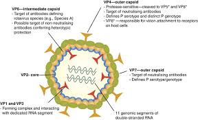 Image result for Rotavirus
