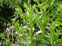 Image result for Vernonia galamensis