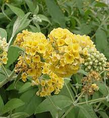Buddleia Honeycomb Deep Yellow Flowers Butterfly Bush Pollinator Garden