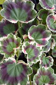 Lass O Gowrie Geranium Organic Raised Garden Beds Geraniums Plants