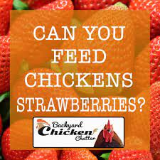 Chickens are some of the luckiest animals on the planet because they can eat a variety of foods. Can Chickens Eat Strawberries