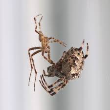 Male orb weavers are much smaller than females and their sole purpose is to mate with females. Cross Orbweaver Spider Field Station