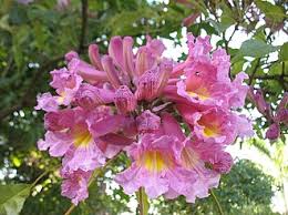 Image result for Handroanthus sp. near impetiginosus