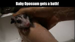 If your baby got token away, you can't have or adopt another one, if you have a baby, you can only have one, and if your having a baby, then you can't adopt one. Baby Opossum Gets A Bath Youtube