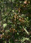 Image result for Sphedamnocarpus