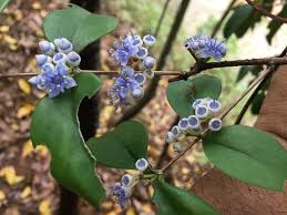 Image result for Memecylon