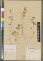 Image result for Cerastium indicum