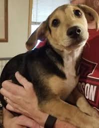 We did not find results for: Adopt Gromit On Petfinder Terrier Mix Dogs Animal Rescue Dogs