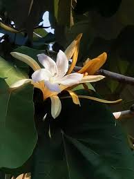 Image result for Malvaceae: Byttnerioideae, Helicteroideae