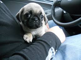 Maybe you would like to learn more about one of these? What To Expect When Bringing Home A New Puppy Pethelpful