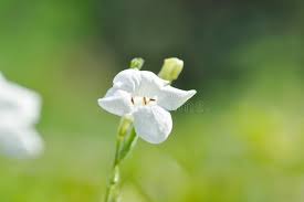 Image result for Asystasia sp. (Biegel 5184)