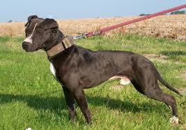 Alle Formules Zonder Dog Lovers Gold