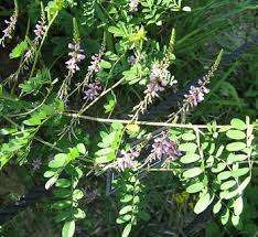 Image result for Indigofera wentzeliana